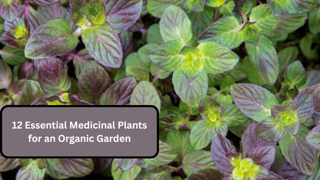 12 Essential Medicinal Plants for an Organic Garden