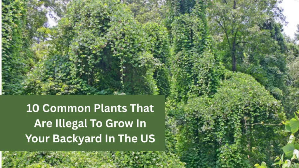 10 Common Plants That Are Illegal To Grow In Your Backyard In The US