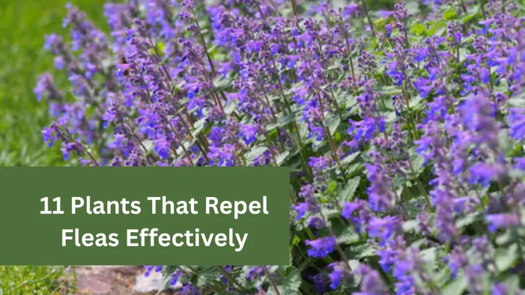 11 Plants That Repel Fleas Effectively