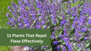11 Plants That Repel Fleas Effectively