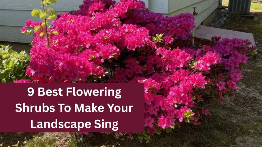 9 Best Flowering Shrubs To Make Your Landscape Sing