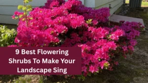 9 Best Flowering Shrubs To Make Your Landscape Sing