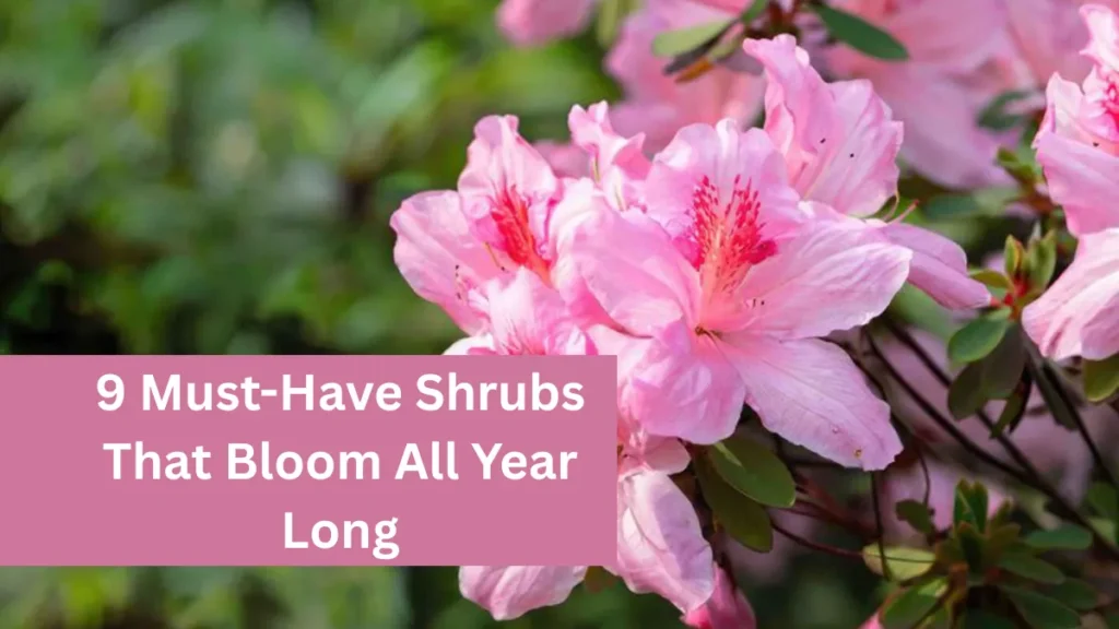 9 Must-Have Shrubs That Bloom All Year Long