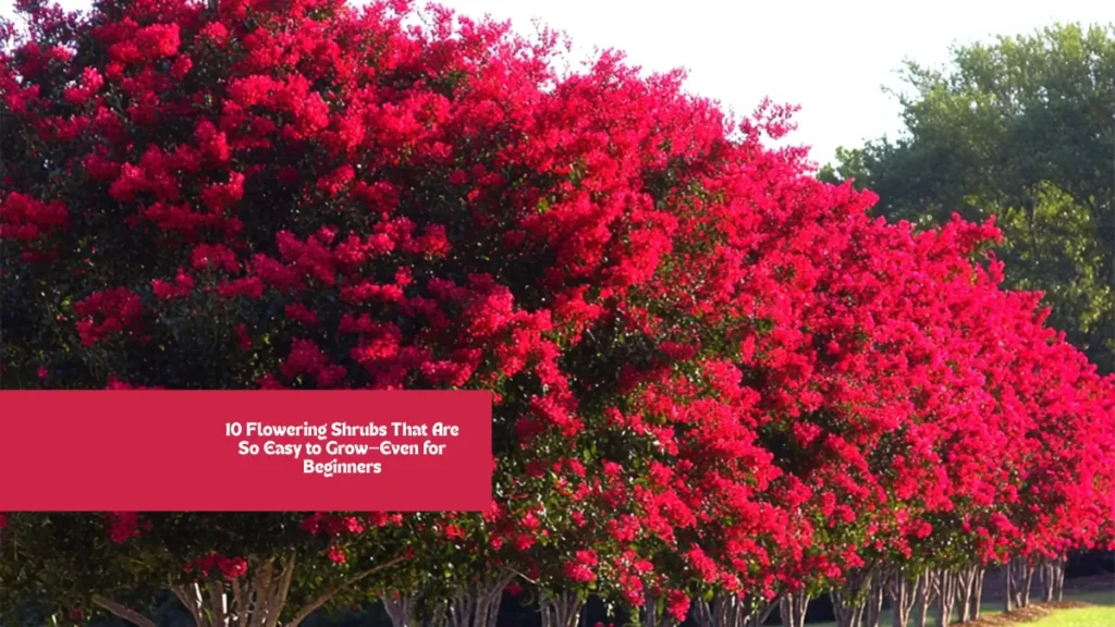 10 Flowering Shrubs That Are So Easy to Grow—Even for Beginners