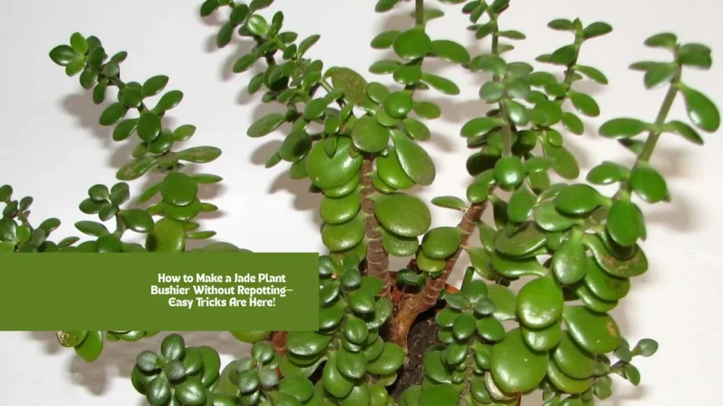 How to Make a Jade Plant Bushier Without Repotting—Easy Tricks Are Here!