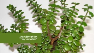 How to Make a Jade Plant Bushier Without Repotting—Easy Tricks Are Here!