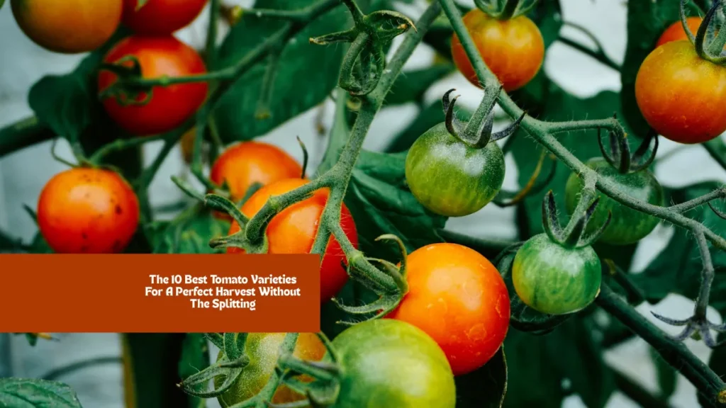 The 10 Best Tomato Varieties For A Perfect Harvest Without The Splitting