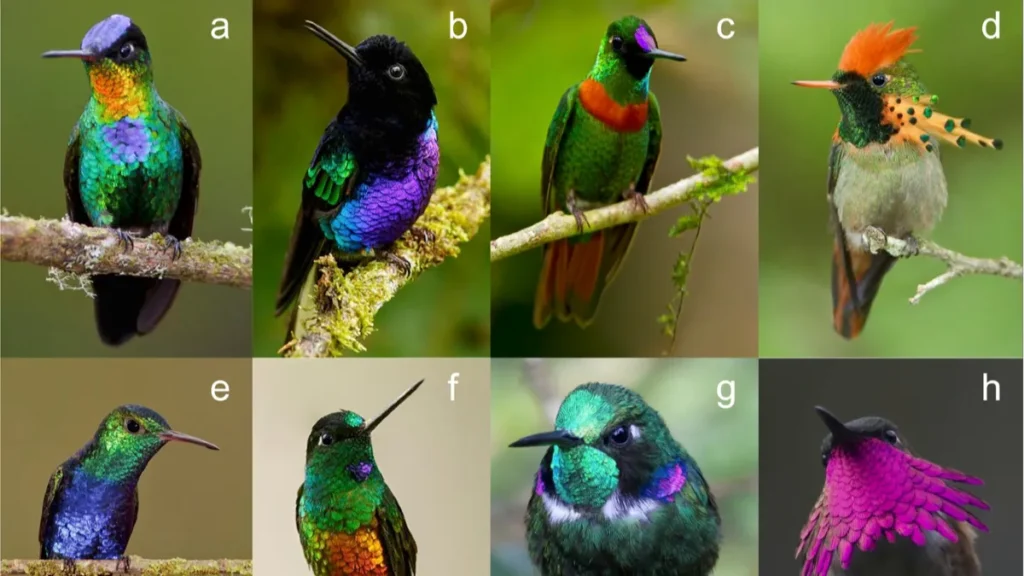 9 Hummingbird Species to Look Out for This Summer