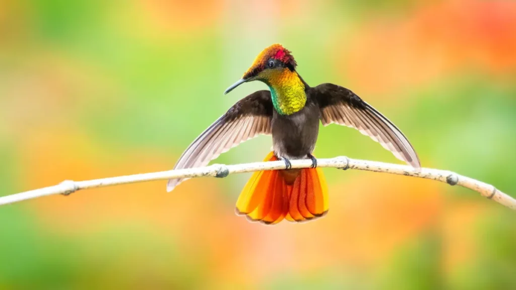 7 Strange and Beautiful Hummingbird Species