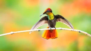 7 Strange and Beautiful Hummingbird Species