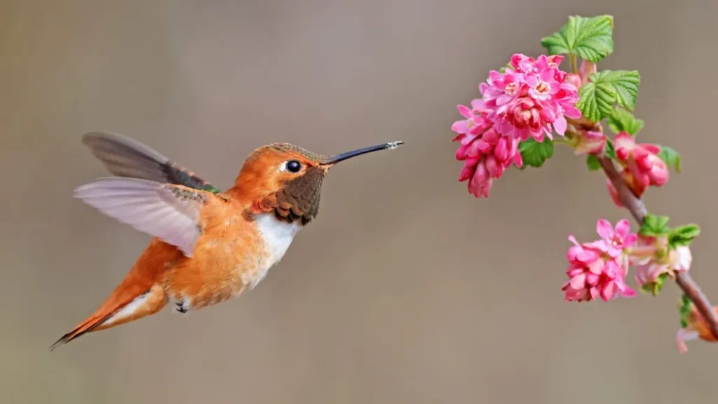 How to Identify Different Types of Hummingbirds