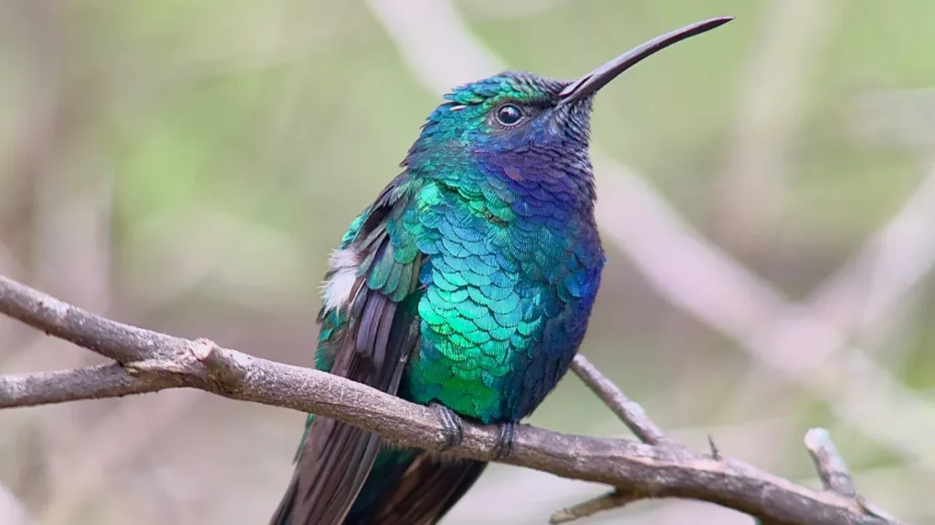 What is the rarest type of hummingbird?