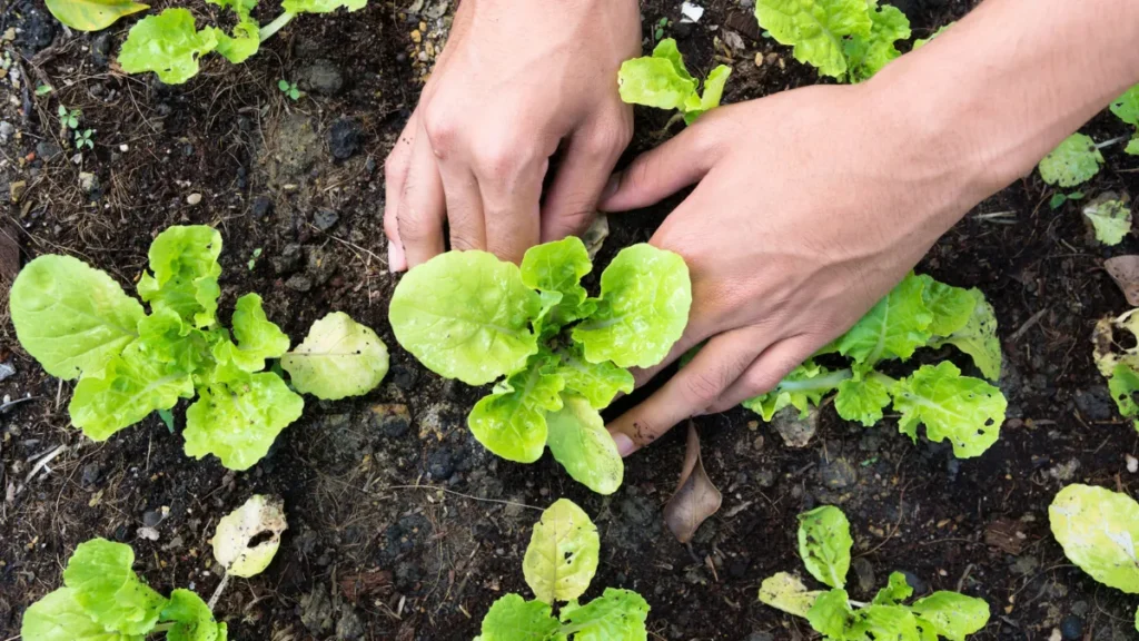 Which Gardening Method is Right for Your Home Garden?