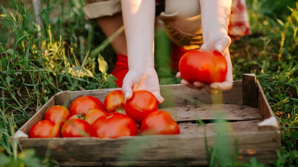 5 Tomato Growing Secrets You Need to Know