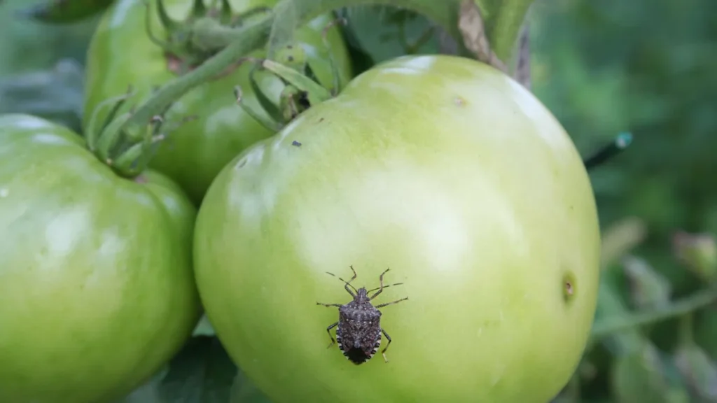 7 Tomato Plant Pests and How to Get Rid of Them