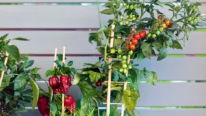 7 Easy-to-Grow Veggies Perfect for Small Spaces