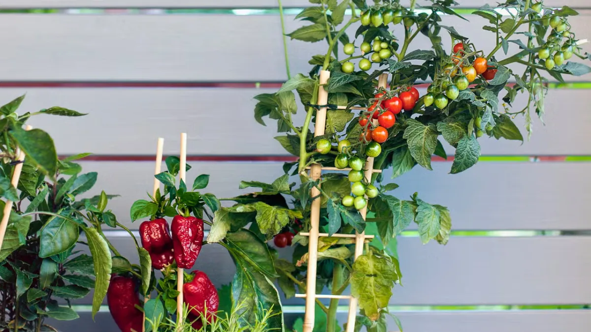 7 Easy-to-Grow Veggies Perfect for Small Spaces