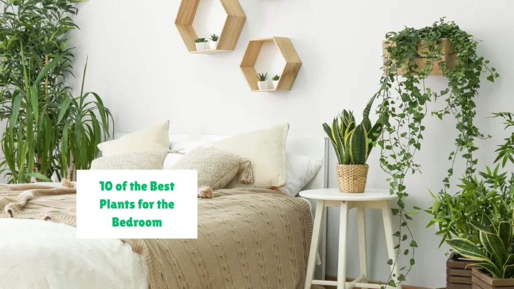 10 of the Best Plants for the Bedroom