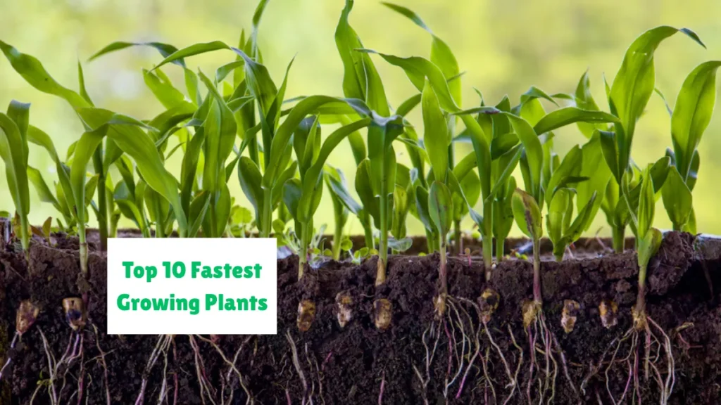 Top 10 Fastest Growing Plants